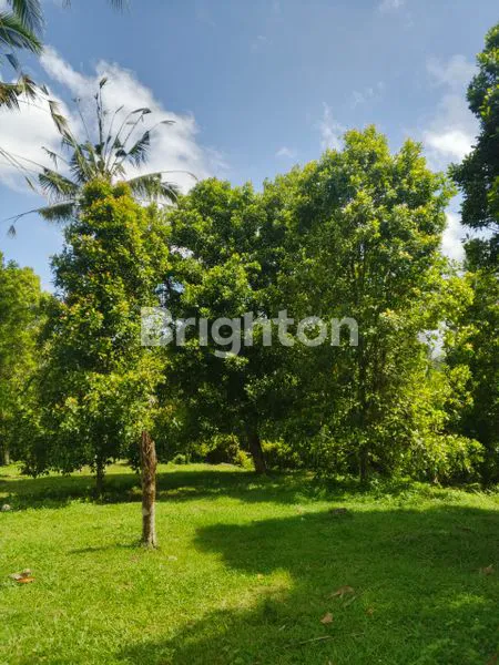 image TANAH KEBUN DIJUAL BERLOKASI DI KOTA NEGARA JEMBRANA BALI DENGAN INVESTASI YANG SANGAT MENGUNTUNGKAN (3)