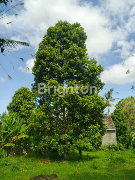 TANAH KEBUN DIJUAL BERLOKASI DI KOTA NEGARA JEMBRANA BALI DENGAN INVESTASI YANG SANGAT MENGUNTUNGKAN