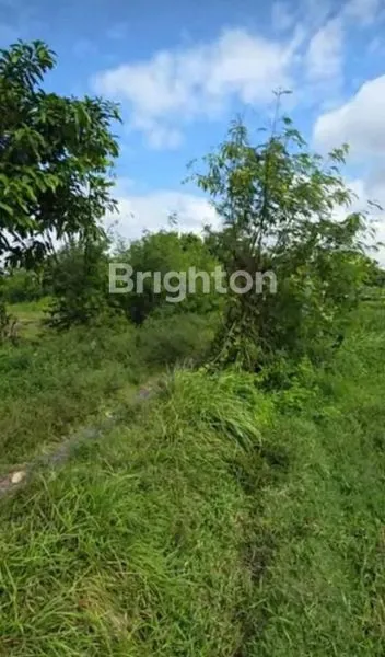 image TANAH BYPASS PROF.DR.IDA BAGUS MANTRA (1)