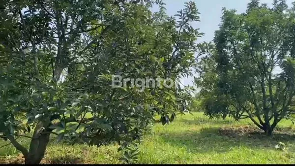 image DI JUAL LAHAN SUKABUMI( KOPI, ALPOKAT,JATI ) (2)
