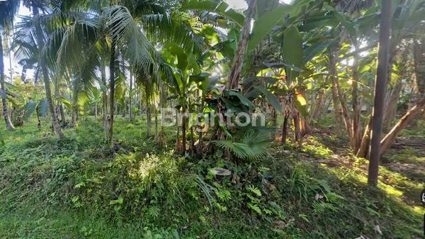 TANAH LUAS 1600M2 DI PEKUTATAN JEMBRANA, BALI - LOKASI STRATEGIS DEKAT PANTAI