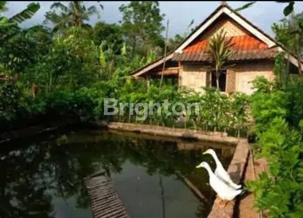 image SEWA CAFE & KEBUN ORGANIK DAN RUMAH TINGGAL DI SENGANAN, TABANAN, BALI (8)