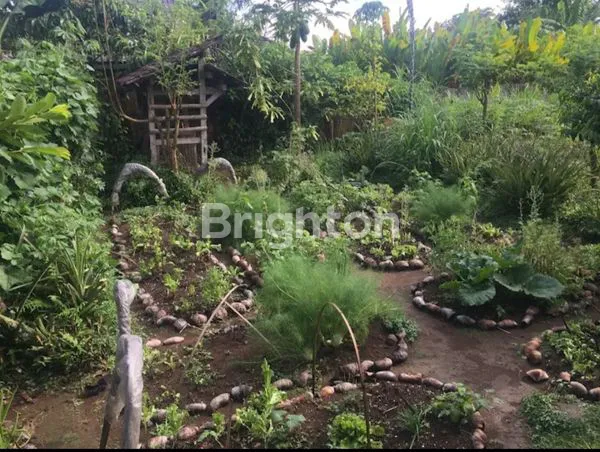 image SEWA CAFE & KEBUN ORGANIK DAN RUMAH TINGGAL DI SENGANAN, TABANAN, BALI (7)