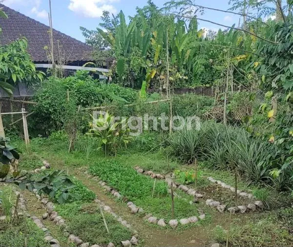 image SEWA CAFE & KEBUN ORGANIK DAN RUMAH TINGGAL DI SENGANAN, TABANAN, BALI (5)