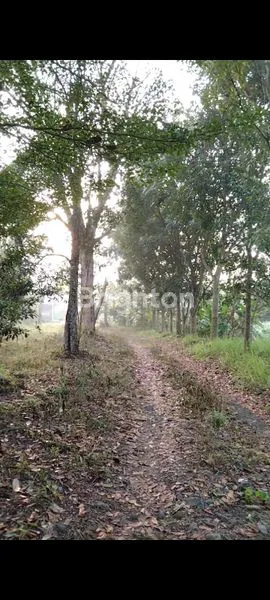 image TANAH KONTUR BALONG PALAGAN, COCOK UNTUK VILLA  (1)