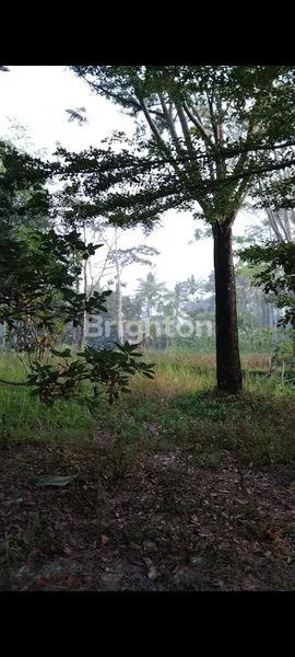 image TANAH KONTUR BALONG PALAGAN, COCOK UNTUK VILLA  (7)