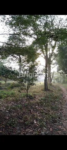 image TANAH KONTUR BALONG PALAGAN, COCOK UNTUK VILLA  (8)