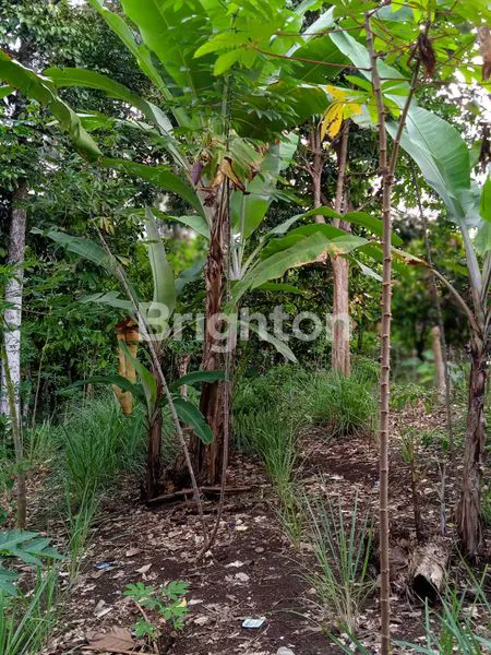 image TANAH SELUAS 7000 M2 DI BATU PUTU, BANDAR LAMPUNG  (2)