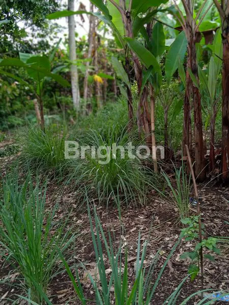 image TANAH SELUAS 7000 M2 DI BATU PUTU, BANDAR LAMPUNG  (1)