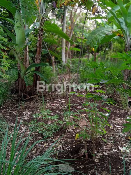 image TANAH SELUAS 7000 M2 DI BATU PUTU, BANDAR LAMPUNG  (3)