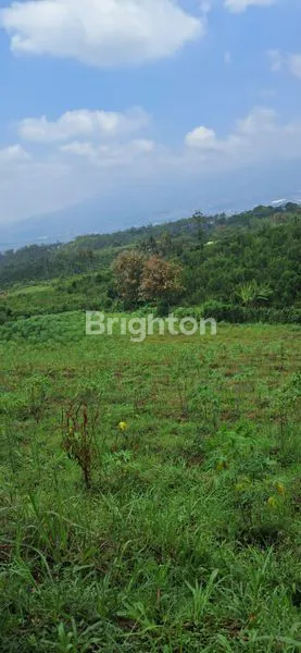 image TANAH PERTANIAN SUBUR, KARANGPLOSO, MALANG (1)