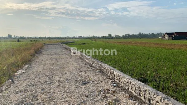 image TANAH ZONA PINK DI CEMAGI MENGWI (4)