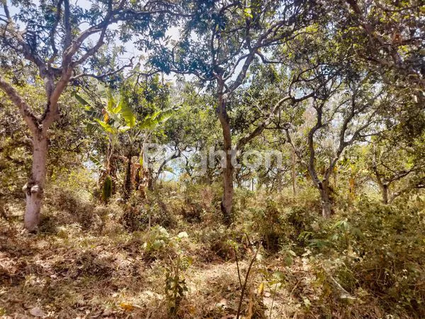 image KEBUN MANGGA HANYA 15 MENIT KE EXIT TOL PURWODADI, SAYGON WATERPARK, DAN KEBUN RAYA PURWODADI  (4)