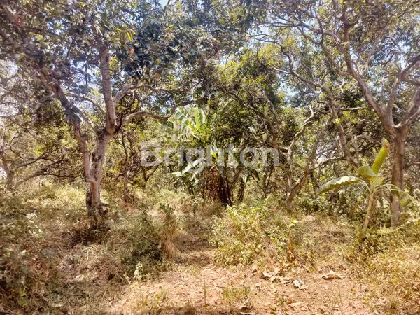 image KEBUN MANGGA HANYA 15 MENIT KE EXIT TOL PURWODADI, SAYGON WATERPARK, DAN KEBUN RAYA PURWODADI  (3)