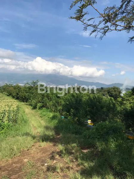 image TANAH KEBUN KOPI (1)