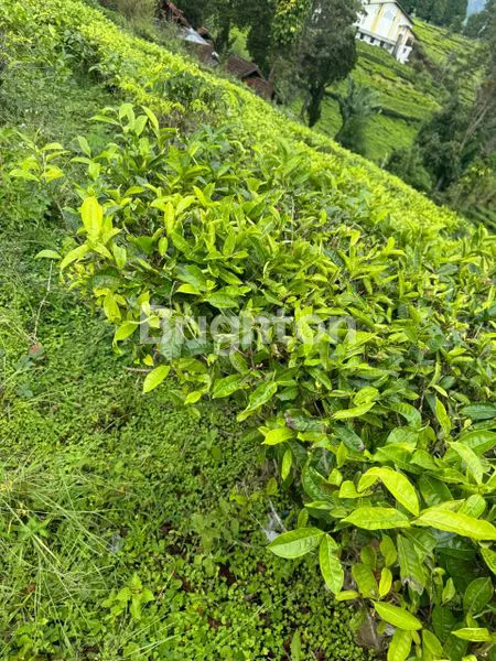 image TANAH STRATEGIS MURAH (1)