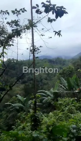 image TANAH EKSLUSIF BERPEMANDANGAN BUKIT DI KAWASAN WISATA JATILUWIH TABANAN (4)