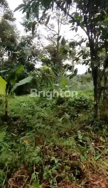 image TANAH EKSLUSIF BERPEMANDANGAN BUKIT DI KAWASAN WISATA JATILUWIH TABANAN (6)