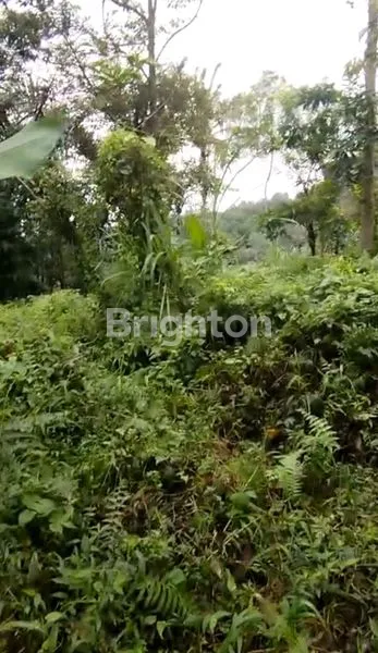 image TANAH EKSLUSIF BERPEMANDANGAN BUKIT DI KAWASAN WISATA JATILUWIH TABANAN (7)