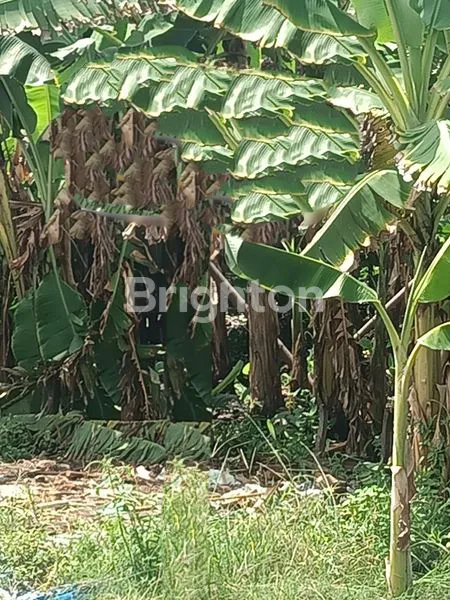 image TANAH DI JALAN SEI BELUMAI TANJUNG MORAWA  (2)