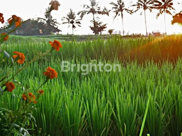 image TANAH 19 ARE – VIEW SUNGAI ALAMI DI PEJENG KAWAN, TAMPAKSIRING, GIANYAR (3)
