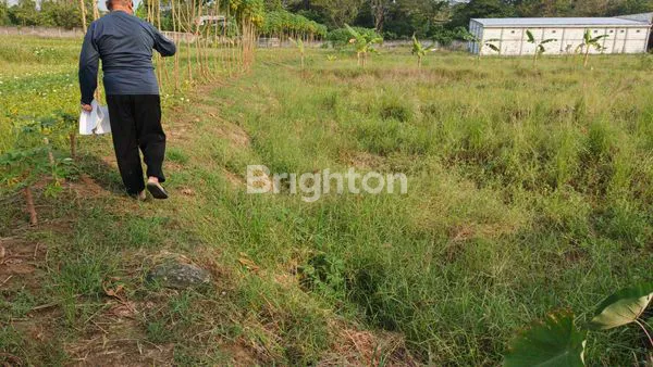 image TANAH LUAS 940M² DI TAMBAKBOYO, LAMONGAN HARGA TERJANGKAU (3)