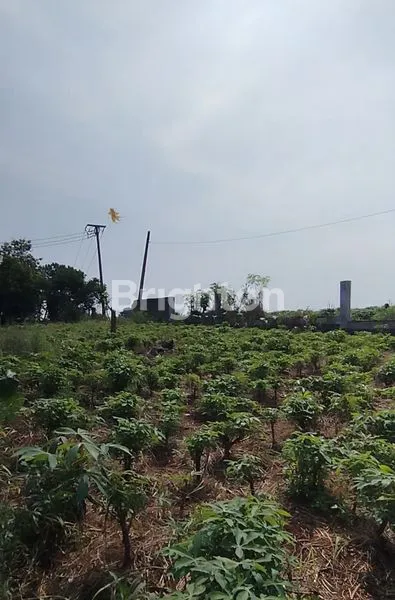 image KAVLING SELUAS 3.041 METER DI PARUNG HIJAU BOGOR SIAP UNTUK DIBANGUN (2)