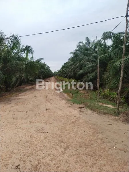 image LAHAN SAWIT 300 HEKTAR BESITANG LANGKAT (1)