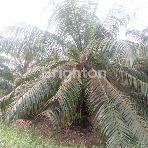 image LAHAN SAWIT 300 HEKTAR BESITANG LANGKAT (5)