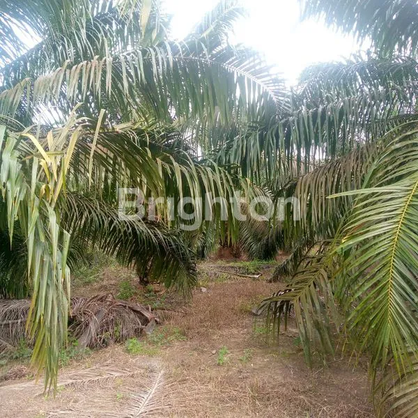 image LAHAN SAWIT 300 HEKTAR BESITANG LANGKAT (7)