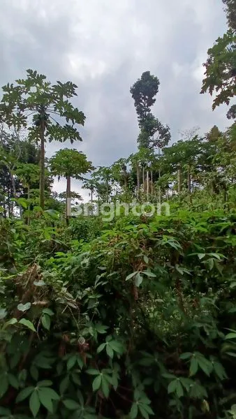 image TANAH KEBUN MURAH BUANGETTTT MASIH NEGO (2)