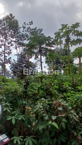 image TANAH KEBUN MURAH BUANGETTTT MASIH NEGO (6)