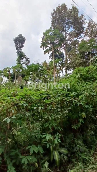 image TANAH KEBUN MURAH BUANGETTTT MASIH NEGO (1)