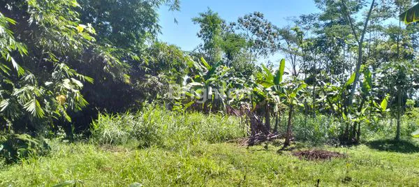 TANAH KEBUN LUAS RANDUARES KUMPULREJO SALATIGA