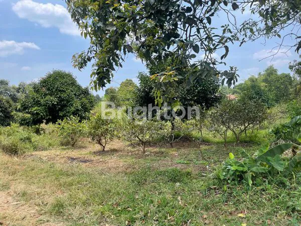 image TANAH 10,8 H ZONA HIJAU DI SUBANG PERUNTUKAN PERTANIAN DAN PERKEBUNAN (8)