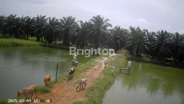 KEBUN SAWIT DAN KOLAM IKAN DIJUAL