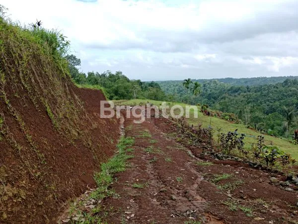image TANAH KAVLING PRODUKTIF DURIAN DAN ALPUKAT VIEW GUNUNG BATUKARU (4)