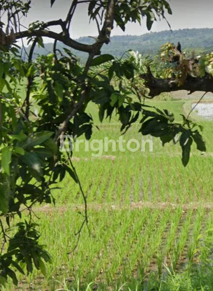 image *TANAH PURWODADI, 8.5HA, KABUPATEN PASURUAN,JAWA TIMUR* (1)