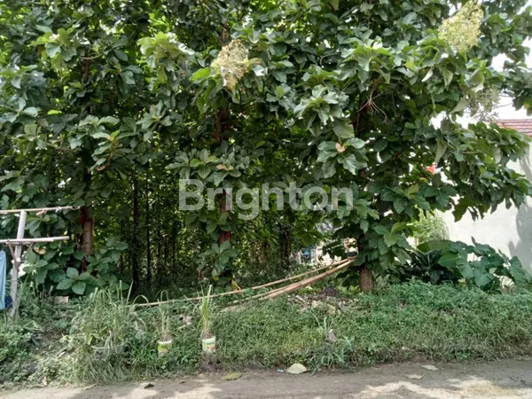 image TANAH 800 M2 SHM 2,6 JT / M2  CIBINONG, BOGOR JAWA BARAT (5)