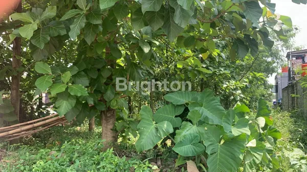 image TANAH 800 M2 SHM 2,6 JT / M2  CIBINONG, BOGOR JAWA BARAT (6)