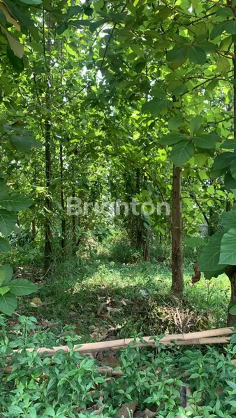 image TANAH 800 M2 SHM 2,6 JT / M2  CIBINONG, BOGOR JAWA BARAT (7)