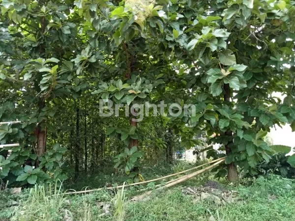 image TANAH 800 M2 SHM 2,6 JT / M2  CIBINONG, BOGOR JAWA BARAT (8)