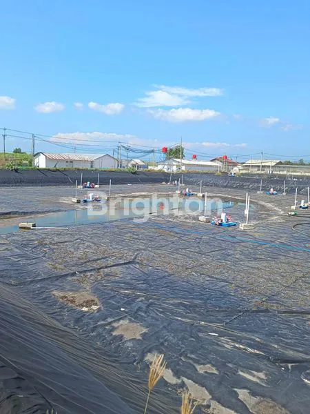 TAMBAK UDANG BESERTA PERALATANNYA DAN SIAP DIOPERASIKAN