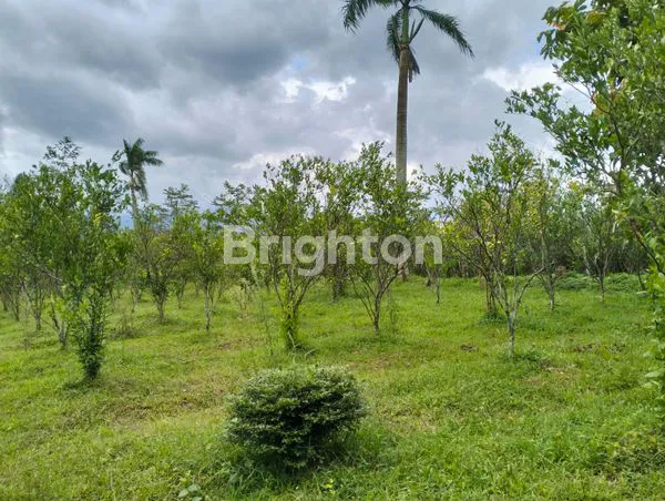 image TANAH MURAH JATISARI MALANG (4)