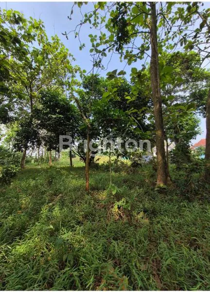 image INVESTASI MENARIK TANAH DI LEGOK (2)