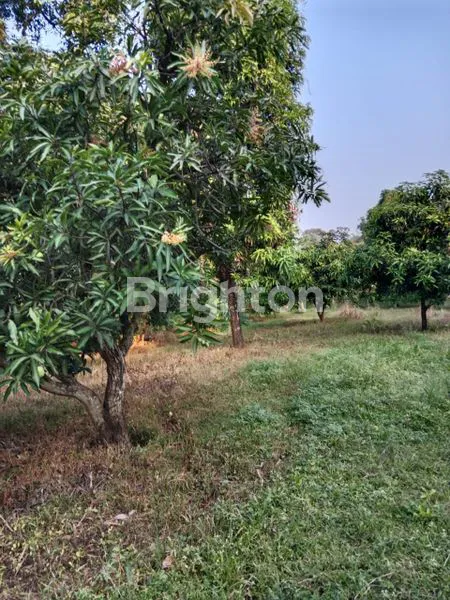 image TANAH,CAFE DAN KEBUN MANGGA KABUPATEN MAJALENGKA (6)