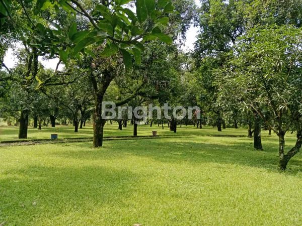 image TANAH,CAFE DAN KEBUN MANGGA KABUPATEN MAJALENGKA (8)