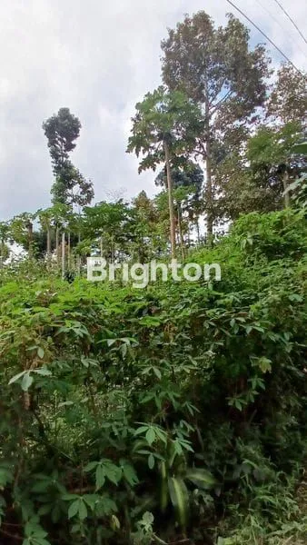 image TANAH PERKEBUNAN TUMPANG MALANG, AKSES JALAN ASPAL LEBAR (2)