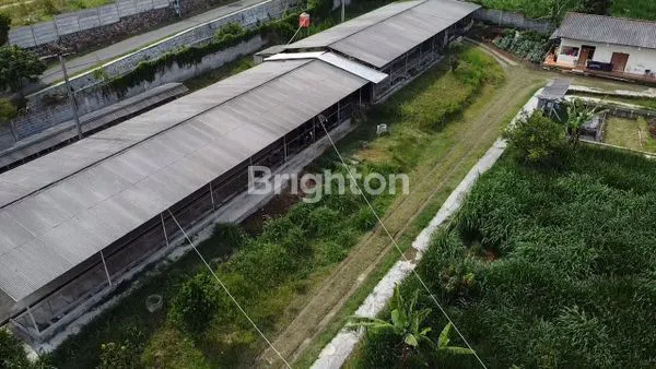 image VILLA DAN PETERNAKAN SAPI 1 HEKTAR DI KAKI GUNUNG BURANGRANG DI CIKAHURIPAN LEMBANG BANDUNG – HUNIAN DAN BISNIS SEKALIGUS (6)