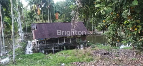 image DIJUAL TANAH & KOLAM IKAN (4)